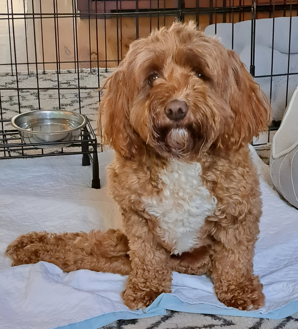 Ember is a 16-week old Labradoodle who may be helped along by ambitious students at Valley Catholic Middle school who are working on a prosthetic to help a paralyzed pet. (Submitted by Brad Hilliard)