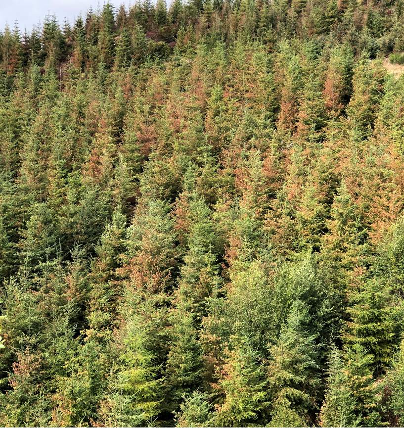 2021 heat dome left Rhode Island-sized damage in Oregon’s western forests